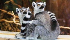 Come pagare test veterinaria TOLC VET