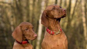 Come studiare per il test Veterinaria 2024: metodo e argomenti