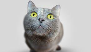 Test Veterinaria 2023, quanto costa il TOLC VET?