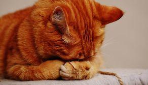 Esito test Veterinaria 2023: cosa bisogna sapere