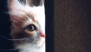 Cosa fare se non si supera il test di Veterinaria TOLC VET 2023?