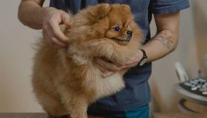 Università, quanti posti a Veterinaria 2023/24?