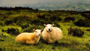 Alla scuola per diventare pastori arrivano 167 domande per 8 posti, anche da parte di laureati