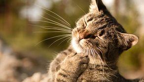 I test di Veterinaria TOLC VET sono uguali in tutta Italia? Ecco la risposta