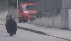 Un orso in centro ad Arco in Trentino