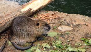 Scuola invasa dalle nutrie, studenti tra gli escrementi e genitori infuriati