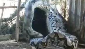 Che cos'è il pitone reticolato, il serpente gigante catturato in India