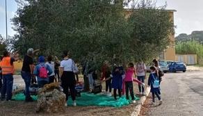 Bambini della primaria raccolgono le olive e fanno l'olio per la mensa