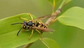 Sciame di vespe a scuola, classi evacuate: studentessa finisce in ospedale