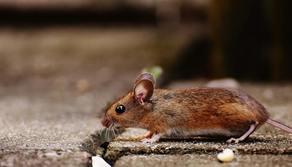 C'è un topo a scuola, gli studenti vanno in Dad