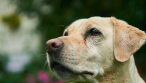 A Como l'insegnante va in classe con il suo Labrador: alunni più motivati e coinvolti