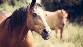 In Australia le autorità autorizzano il massacro di migliaia di cavalli selvaggi