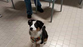 Professoressa porta a lezione il suo cucciolo, il preside: "È diventato subito la mascotte di tutti"