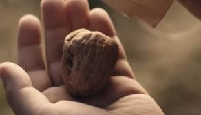 Esselunga, ora protagonista è la noce: cosa racconta lo spot e il suo significato