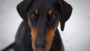 Perché i cani scodinzolano? Lo studio degli universitari