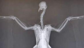 Piccione ucciso a bastonate da un gruppo di adolescenti, la veterinaria: "Basta violenza gratuita"