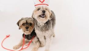 Test Veterinaria 2024: i bandi di tutte le università