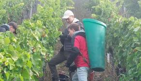 La classe che ha fatto "Il vino della Maturità"