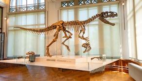 Scuola, Valditara: "Troppa roba, a che serve studiare tutte le specie di dinosauri?"