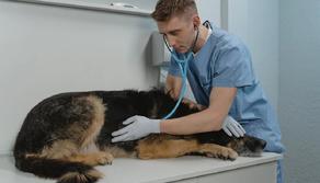 Test veterinaria 31 luglio, cosa devi sapere per arrivare pronto