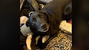 Studentessa deve partire ma in valigia trova... il suo cane: lei cancella il volo