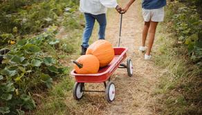 Arriva il servizio civile agricolo: 507 euro al mese per lavorare nel settore