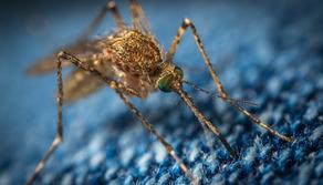 Che cos'è la Dengue e perché se ne sta parlando