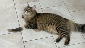 Questo gatto ha la zampa staccata? È tutta un'illusione ottica