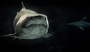 Giornata mondiale degli squali: cosa fare se ne incontri uno, cosa li attira, quali sono i più pericolosi?