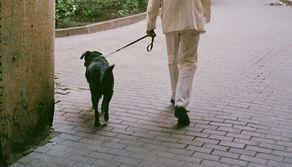 "Vietato andare a prendere i figli a scuola con il cane": fa notizia la curiosa circolare della preside