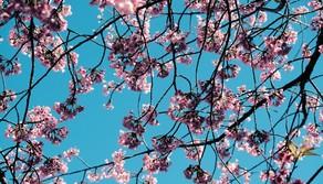 Primavera 2025, le frasi per celebrare l'inizio della bella stagione