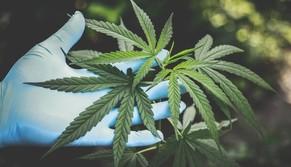 Condannata per aver coltivato marijuana in casa: la prof ora vuole tornare a insegnare e promette battaglia