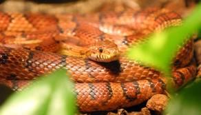 A bordo del treno c'è un serpente del grano: quanto è pericolosa questa specie?