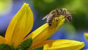 Giornata mondiale delle api, perché sono così importanti per il nostro ecosistema?