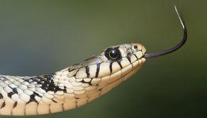 Si fa mordere da 200 serpenti e diventa un "vaccino" umano: ora l'esperimento potrebbe aiutare la scienza