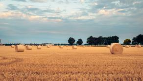 X Agosto: testo e significato della poesia di Giovanni Pascoli