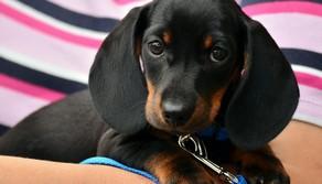 Oggi 26 agosto è la Giornata mondiale del Cane: le frasi più belle da dedicargli