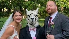 Sposi invitano lama al matrimonio e lo vestono da testimone: ecco come è andata