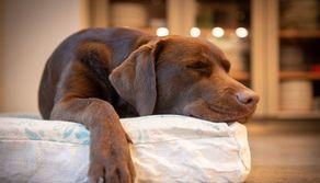 I cani provano stress e insonnia proprio come gli esseri umani: lo rivela uno studio