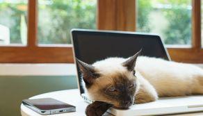 Lavorare con 11 gatti che ti supervisionano: la follia (geniale) di una tech company giapponese