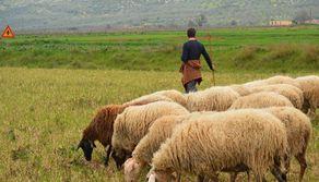 A grande richiesta torna la scuola dei pastori: iscrizioni entro febbraio 2026. Quest'anno boom di ragazze