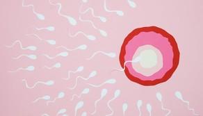 Un singolo spermatozoo può contenere quasi 1 giga di informazioni: a quanta 'memoria' equivale un'eiaculazione?