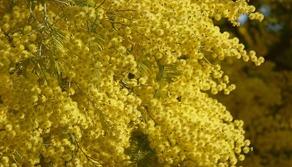 La storia e l'evoluzione della Giornata Internazionale della Donna