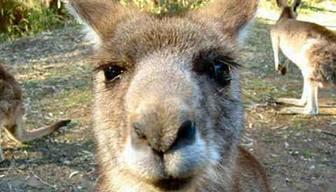 Maturità: tracce dall'Australia?