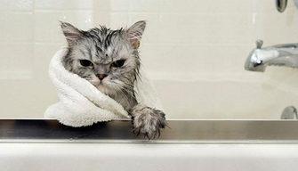 Il gatto non è un animale domestico: ecco perché