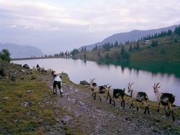 L'uomo che ha mollato tutto per vivere con le capre: "Così ho salutato lo stress"