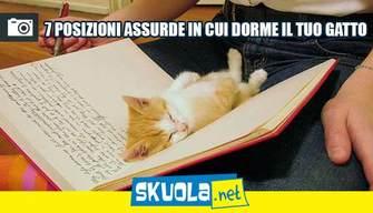7 posizioni assurde in cui dorme il tuo gatto