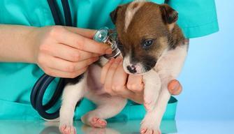 5 cose che devi sapere se studierai Medicina Veterinaria