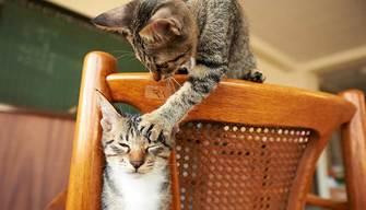 Amate gli animali? Nasce il master in Pet Therapy