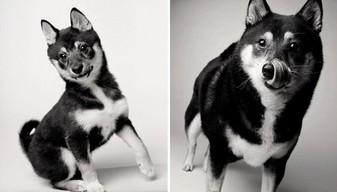 Come invecchiano i cani: 12 foto che testimoniano il cambiamento